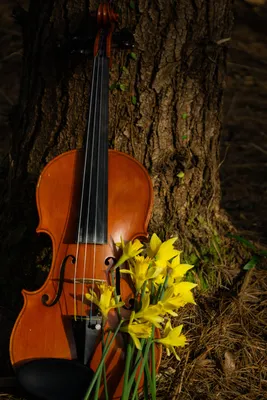 скрипичная музыка, цветы, музыкальные инструменты, скрипка png | PNGWing
