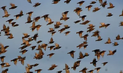 Облако из птиц: мурмурация скворцов» — Яндекс Кью