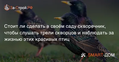 Дни скворцов в гнезде с камерой наблюдения проходят в кормлении птенцов |  Looduskalender