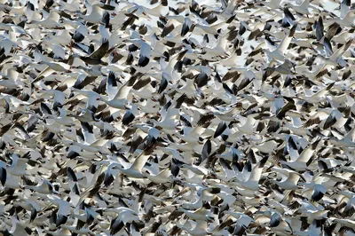 Красивое большое стаю скворцов. Стая птиц скворцов летать в Нидерланды.  Стоковое Изображение - изображение насчитывающей свобода, стая: 205363567