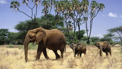 Слоновые — Википедия
