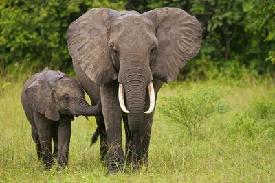 Африканские слоны стали рождаться без бивней из-за браконьеров - Газета.Ru  | Новости