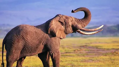 Африканский слон: Очень интересные факты | Африканский слон, Слоны,  Животные зоопарка