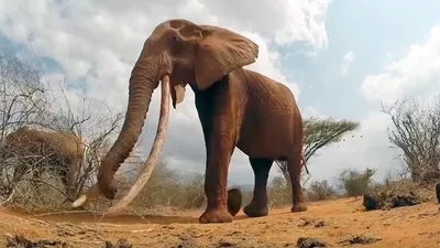 Большой Африканский слон, фигурка, игрушка, 48х28х14 см, Dinosaur Animal -  купить с доставкой по выгодным ценам в интернет-магазине OZON (262419897)