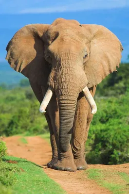 Африканский слон: Ядерная бомбардировка интересными фактами | Пикабу