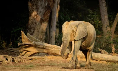 🌞 красивый африканский слон, dark …» — создано в Шедевруме