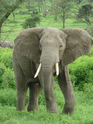 Африканский слон | Премиум Фото
