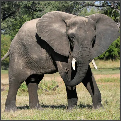 Африканский Слон Животное - Бесплатное фото на Pixabay - Pixabay