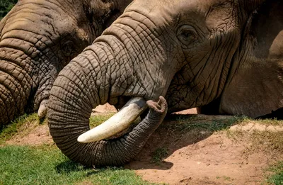 Азиатский слон — Википедия