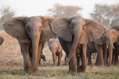 Фигурка Safari Ltd Африканский слон, XL за 3,220 руб – купить в  интернет-магазине КуклаДом в Москве и России, отзывы