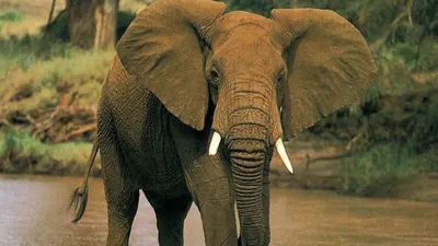 Мать И Ребенок Африканского Слона, Южная Африка Фотография, картинки,  изображения и сток-фотография без роялти. Image 12807683