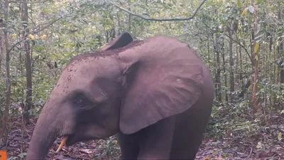 вода африканского слона стоковое фото. изображение насчитывающей капание -  16780714