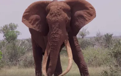 Злопамятный великан. Почему не стоит обижать африканских слонов |  Осторожно, планета Земля! | Дзен