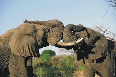 Бесплатные стоковые фото на тему африканский слон, дикая природа, животное,  зоопарк, млекопитающее, сафари, слон, слон бивень, слоновая кость,  фотографии животных, фотоохота, хобот слона
