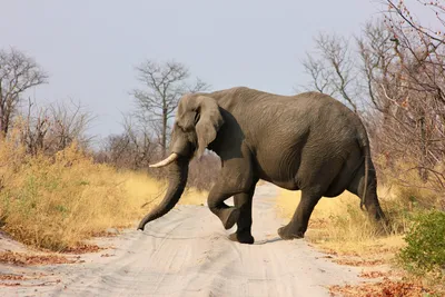 Африканские слоны перестали отращивать бивни из-за браконьеров | Пикабу