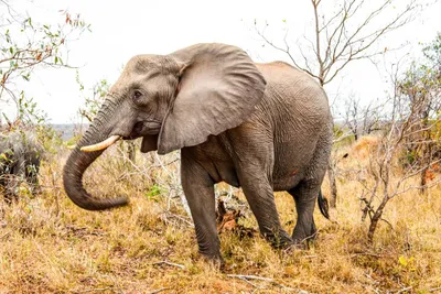 Африканские слоны оказались под угрозой исчезновения: Новости ➕1, 26.03.2021
