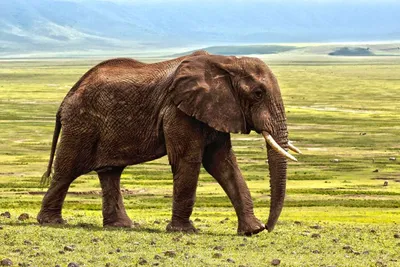 Бесплатные стоковые фото на тему африканский слон, большой, вид сбоку,  грязная дорога, дикая природа, дикий, животное, млекопитающее, на открытом  воздухе, парк, переход, путешествовать, сафари, слон