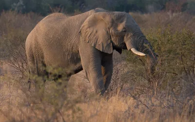 СИТЕС: африканские слоны по-прежнему гибнут от рук браконьеров | Новости ООН