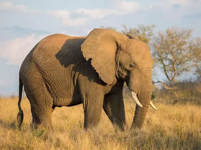 Африканские слоны оказались на грани полного исчезновения ⋆ НИА \"Экология\" ⋆