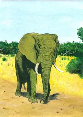 Мультфильм слон рисунок, слоны мультфильм, млекопитающее, плакат png |  PNGEgg