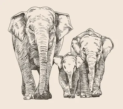 Африканский слон Индийский слон Рисунок льва, Рисунки слона s, белый,  млекопитающее, лицо png | PNGWing