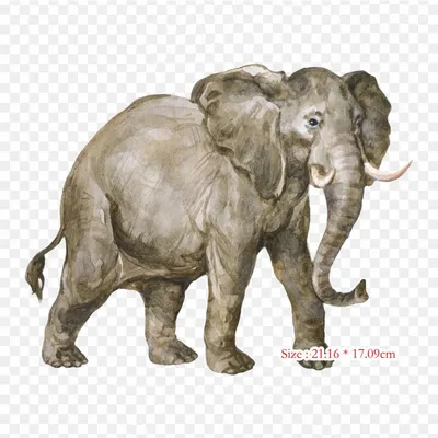 Африканский слон Elephantidae Рисунок индийского слона, Слон, акварель,  белый, млекопитающее png | Klipartz