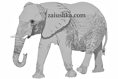 Черно-белый рисунок слона с замысловатыми узорами, генерирующим ии |  Премиум Фото