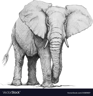 Один Сплошной Рисунок Гигантского Африканского Слона Сохранение Диких  Животных Национальном Векторное изображение ©SimpleLine 431686250