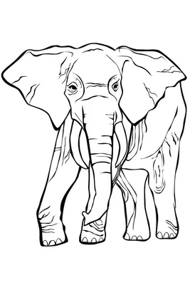 Векторный Рисунок Слона — стоковая векторная графика и другие изображения  на тему Слон - Толстокожие животные - Слон - Толстокожие животные,  Набросок, Векторная графика - iStock