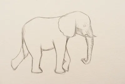 рисунок слон для раскрашивания контурного рисунка вектор PNG , рисунок слона,  рисунок крыла, рисунок кольца PNG картинки и пнг рисунок для бесплатной  загрузки
