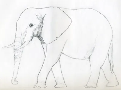 Рисунок слона, слоненок, млекопитающее, животные, хищник png | PNGWing
