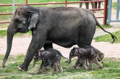 70 очаровательных слонят, которые подарят вам улыбку | Elephants photos,  Animals wild, Baby animals