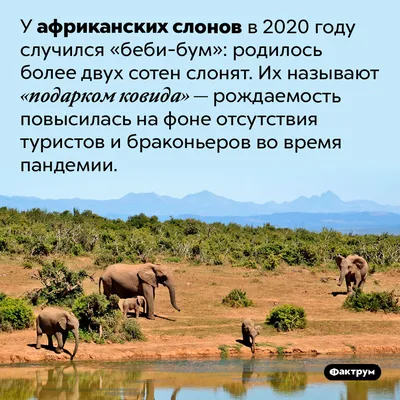 Путешествующие по Китаю 12 слонов и 3 слоненка прилегли поспать. Наверное,  устали - BBC News Русская служба