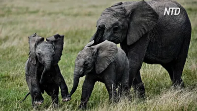 Отзыв о посещении приюта слонов Elephant Orphanage в Пиннавела