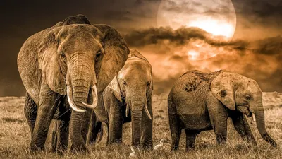 Обои на рабочий стол Семейка слонов идет по полю, на фоне облачного  вечернего неба, обои для рабочего стола, скачать обои, обои бесплатно