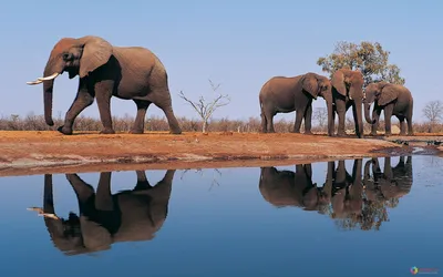 Слоны у воды - Красивые картинки обоев для рабочего стола