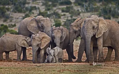 Картинки природа, семья, слоны, африка - обои 1920x1200, картинка №146195 |  Африканский слон, Слон мягкая игрушка, Слоны