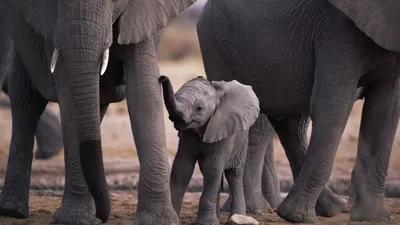 Фото африканских слонов с трубкой слона | Премиум Фото