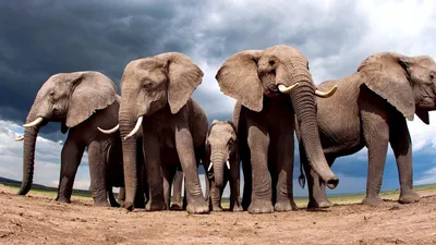 Обои на монитор | Животные | стадо слонов, семья слонов, вечер, закат,  Африка