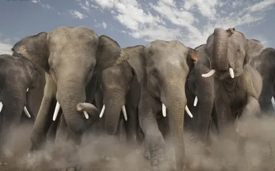 Слоны защищают слоненка - обои для рабочего стола, картинки, фото