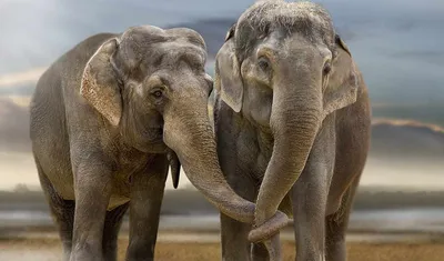 два слона целуются и делят бивни, картинка слонов с бивнями, слон, бивень  фон картинки и Фото для бесплатной загрузки