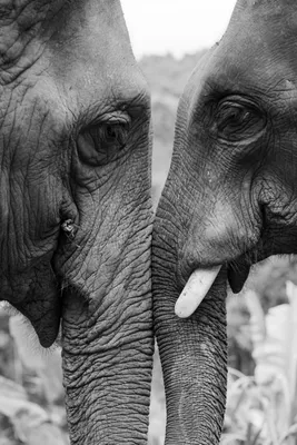 Слониха и два слоненка обои для рабочего стола, картинки и фото -  RabStol.net