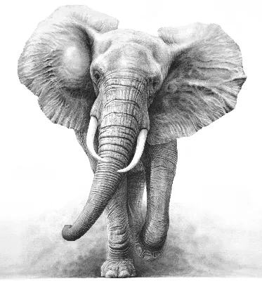Африканские слоны 3 - Datso Gallery