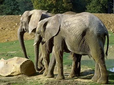 графика Декоративное искусство Слоны Орнамент, слоны, животные, обои на рабочий  стол png | PNGEgg