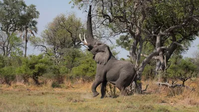 Идет стадо слонов. Обои с животными, картинки, фото 1600x1200