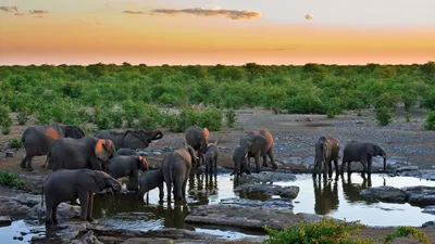 Обои слон, слоны, животни, раздел Животные, размер 1920х1080 full HD -  скачать бесплатно картинку на рабочий стол и телефон