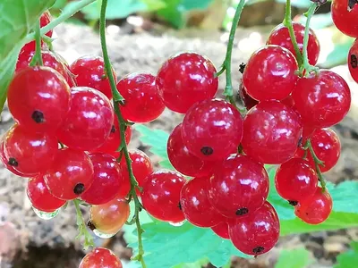 Варенье из малины и красной смородины - пошаговый рецепт с фото на Повар.ру