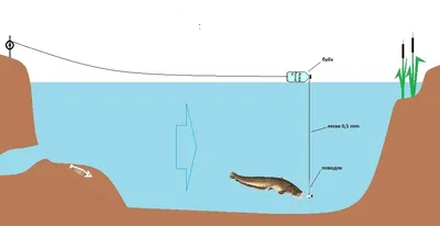 Как поймать сома на донку с берега и лодки?