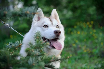 Пять особенных собак с голубыми глазами | МанкиБлог | Дзен