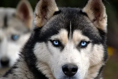 Белая собака с голубыми глазами порода - 69 фото